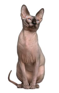 Sphynx

