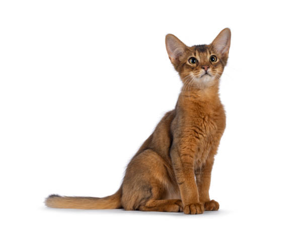 Abessiner Kitten