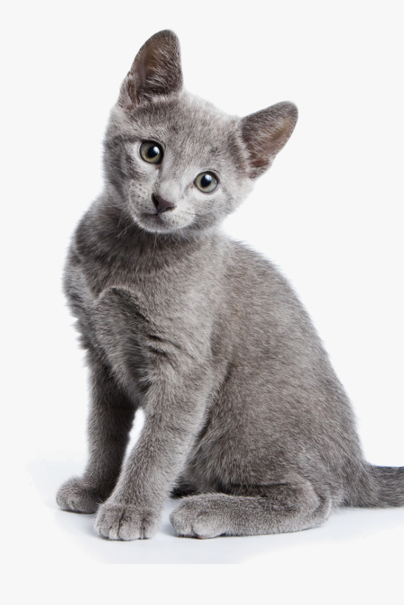 Russisch Blau Kitten