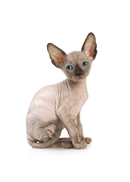 Sphynx Kitten